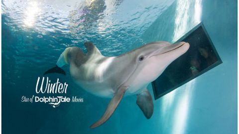 The Legacy of Winter the Dolphin plus Lunch & Clearwater Beach