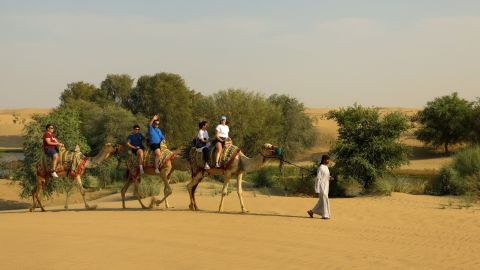 Evening Camel Caravan and Bedouin Dinner at Al Marmoom Oasis Dubai - Shared Tour 