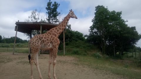 Chessington World of Adventures One Day Entry