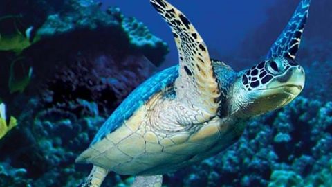 SEA LIFE Manchester Admission + VR Experience