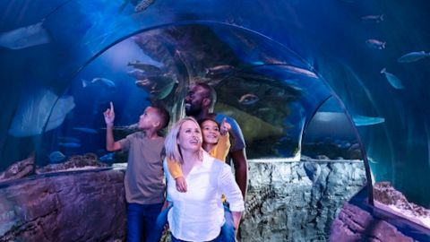 Sea Life Manchester Anytime Entry