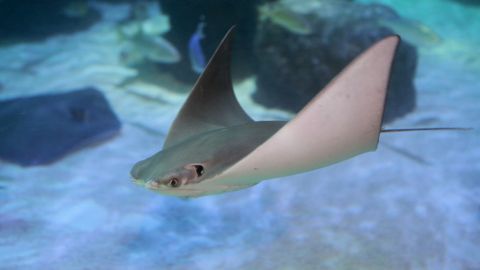 SEA LIFE Centre Blackpool Standard Entry Peak