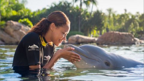 Discovery Cove Package Dolphin Swim