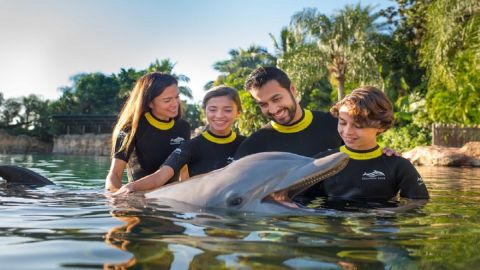 Discovery Cove Ultimate Package Dolphin Swim