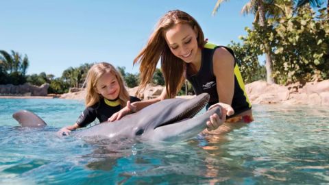 Discovery Cove Package Dolphin Swim