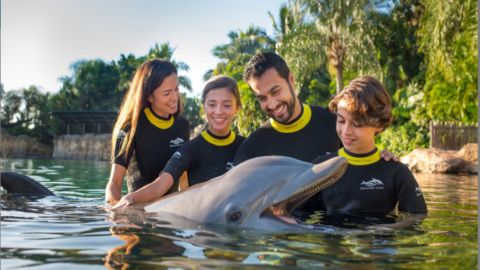 BLACK FRIDAY OFFER Discovery Cove Ultimate Package Dolphin Swim