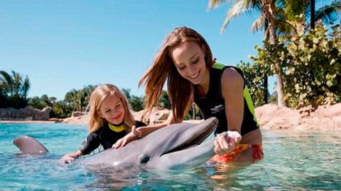 Discovery Cove New Year Offer 25-26 Package Dolphin Swim