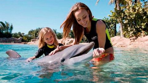 Discovery Cove Package Dolphin Swim 2025 - 2026