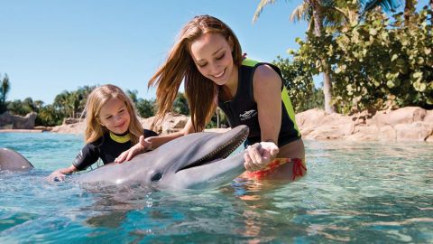 Discovery Cove Package Dolphin Swim  2026 Early Booker Offer