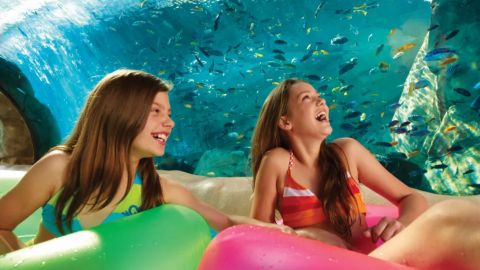 14 Day SeaWorld, Aquatica & Busch Gardens Ticket plus dine BF Offer