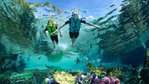 Discovery Cove Package Dolphin Non Swim