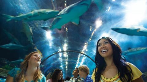 2024 SeaWorld San Diego Single Day Any Day Ticket