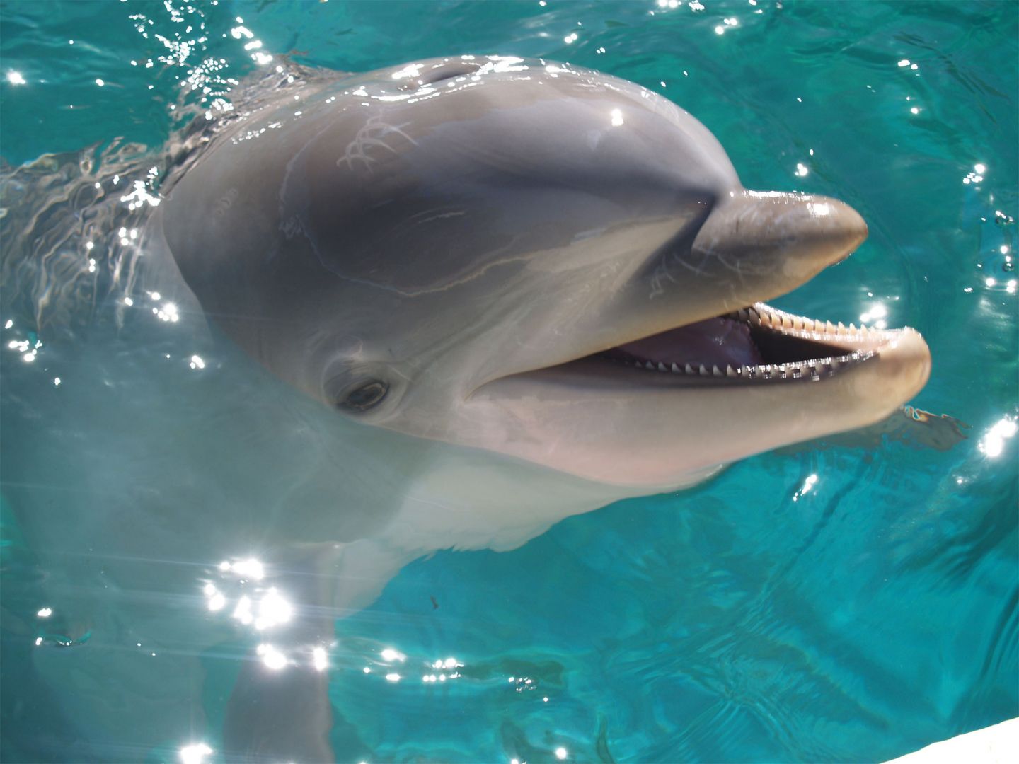 Zoo Aquarium Madrid: Entry Ticket