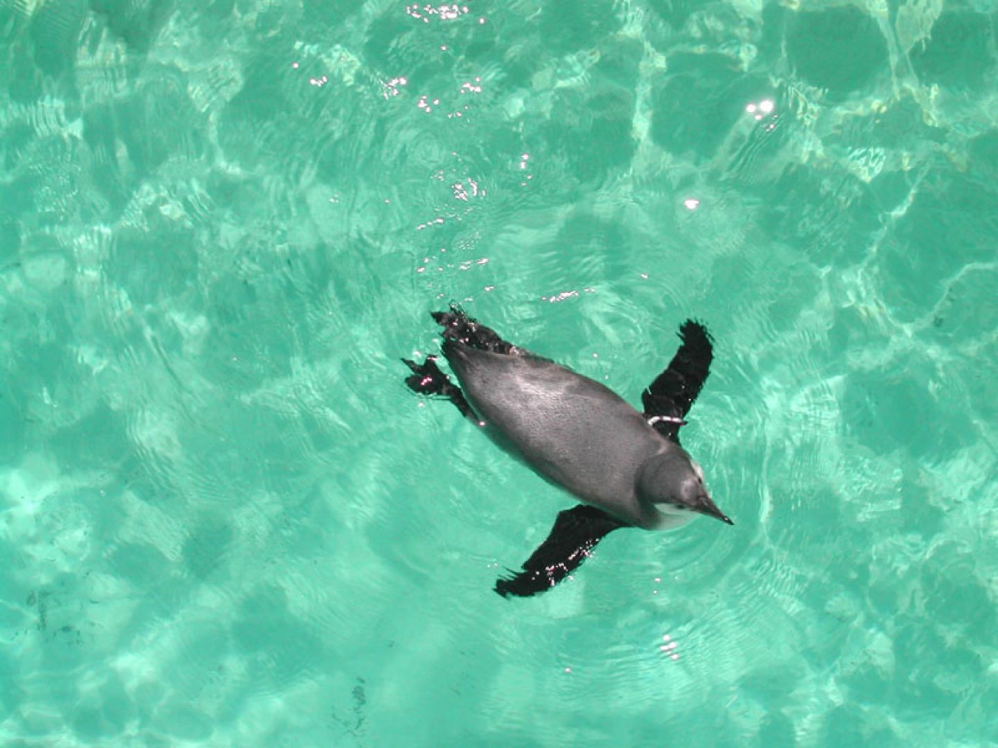 Schönbrunn Zoo: Skip The Line Admission Ticket
