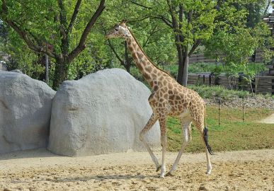 Paris Zoological Park (Parc Zoologique de Paris): Entry Ticket