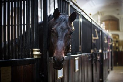 Spanish Riding School: Guided Tour