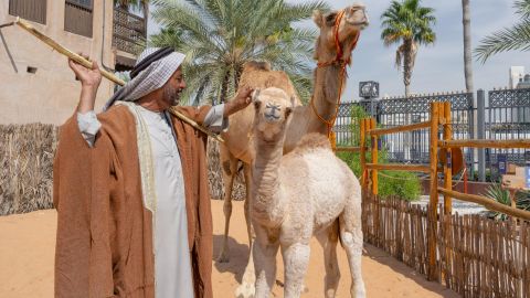 Emirati Hospitality Experience Including Brunch