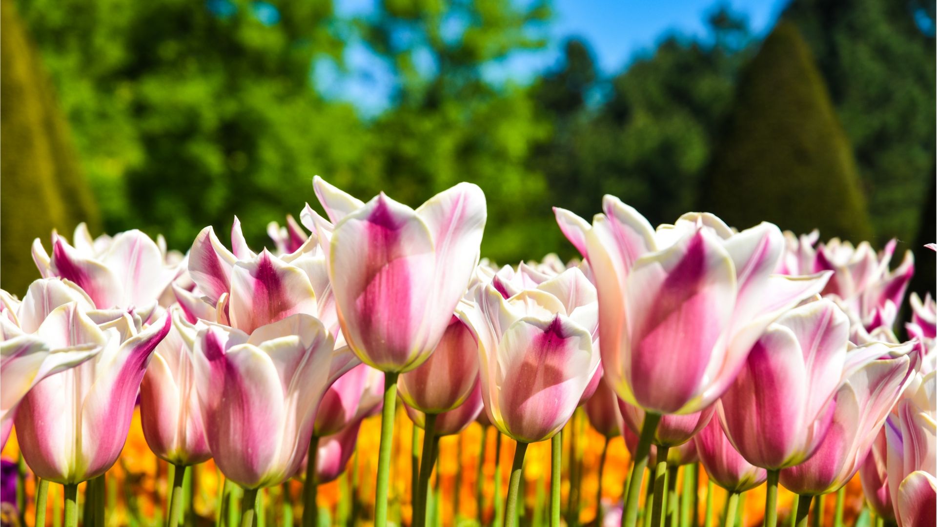 Gray Line Guided tour to Keukenhof Gardens, Tulip Farm:  Tulip Experience Amsterdam