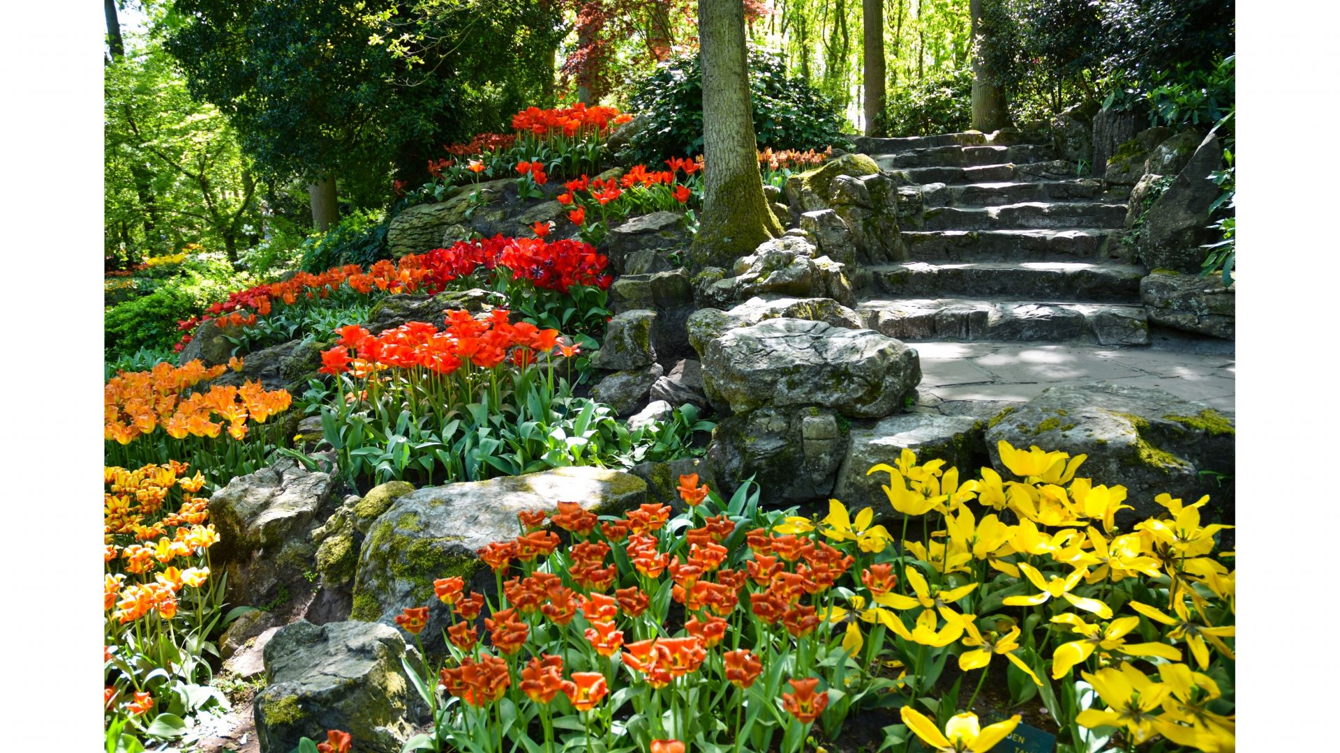 Gray Line Guided tour to Keukenhof Gardens, Tulip Farm:  Tulip Experience Amsterdam