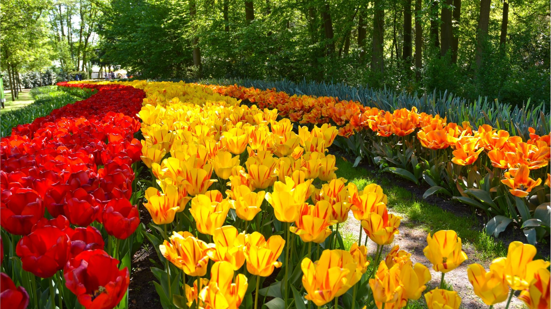 Gray Line Keukenhof, Zaanse Schans & Blue Boat City Canal Cruise