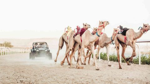 Dubai Royal Camel Racing - Standard Group Booking