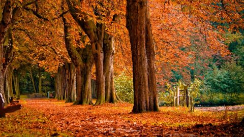 Combi 1: Season & availability after 2 years