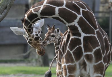 Blijdorp Rotterdam Zoo: Skip The Line Ticket