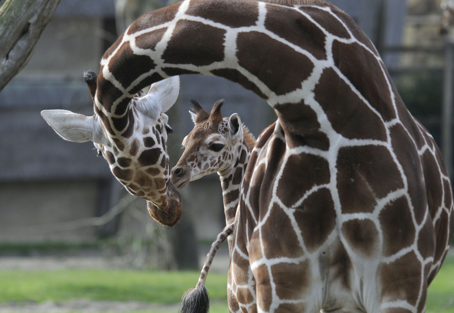 Blijdorp Rotterdam Zoo: Skip The Line Ticket