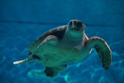 Seville Aquarium: Entry Ticket