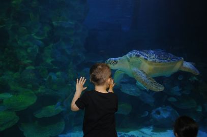 SEA LIFE Istanbul: Entry Ticket