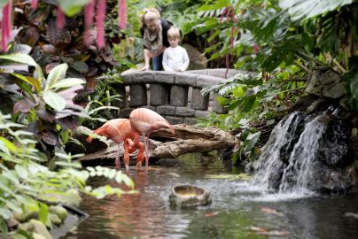 Victoria Butterfly Gardens: Entry Ticket