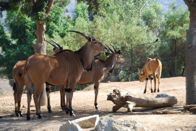 San Diego Zoo Safari Park: Entry Ticket