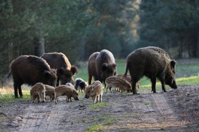 De Hoge Veluwe National Park