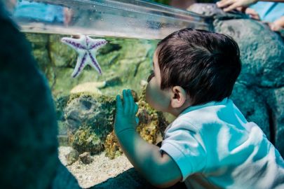 SEA LIFE Scheveningen: Entry Ticket