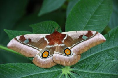 Utrecht University Botanic Gardens: Entry Ticket