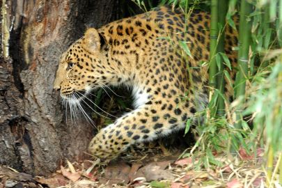 Ménagerie, Zoo of the Jardin des Plantes: Skip The Line