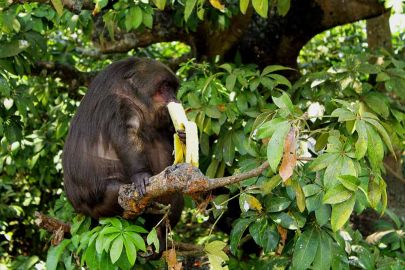 Laguna Catemaco & Los Tuxtlas: Tour from Veracruz