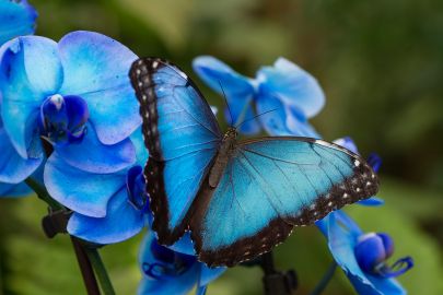 Benalmadena Butterfly Park: Entry Ticket