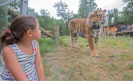 Safari de Peaugres: Entry Ticket