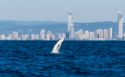 Whale Watching Cruise Gold Coast