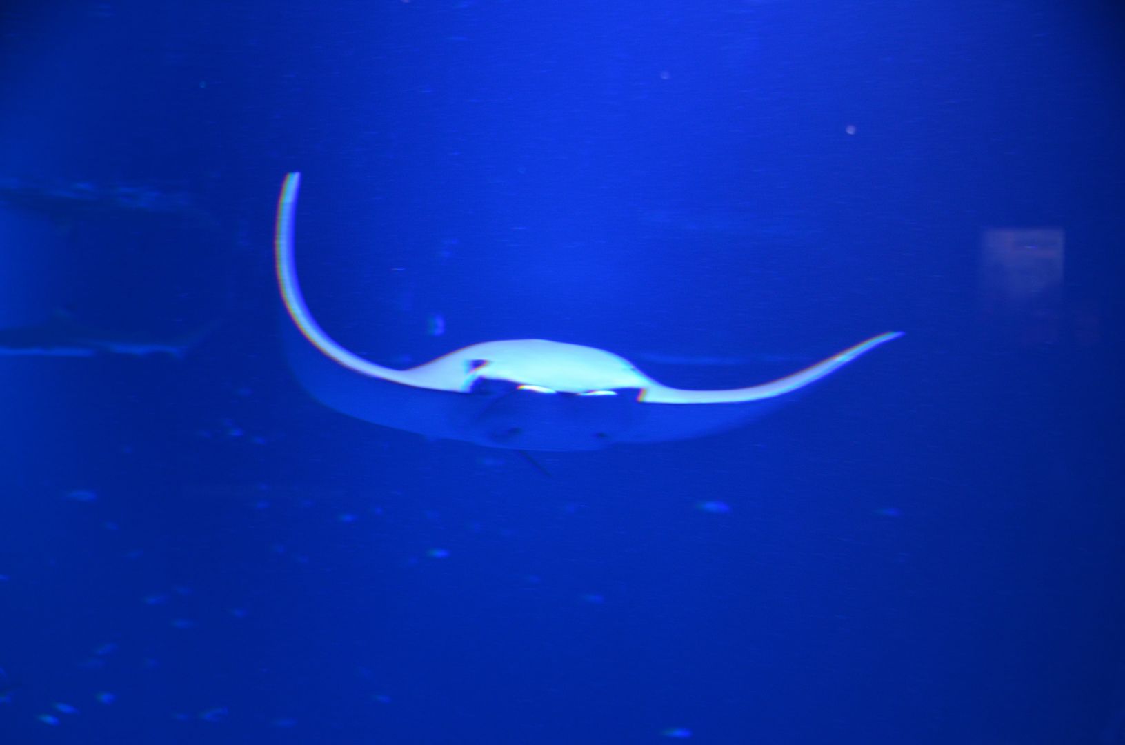 Atlantis Aquarium Madrid: Entry Ticket