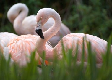 Zoo des Sables-d'Olonne: Entry Ticket