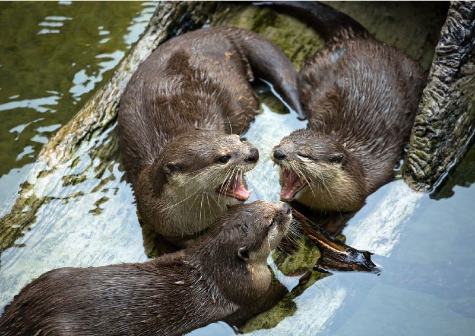 Aquarium of Cattolica: Entry Ticket + Lunch