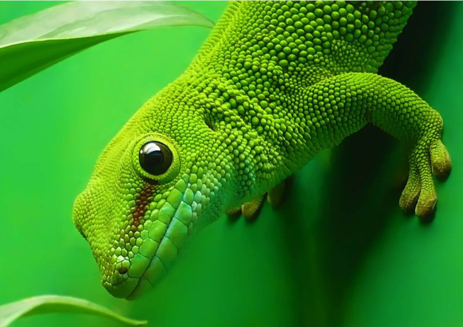 Aquarium of Cattolica: Entry Ticket + Lunch