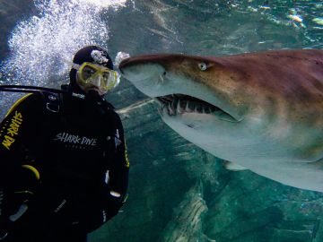 Shark Dive Xtreme at SEA LIFE Sunshine Coast