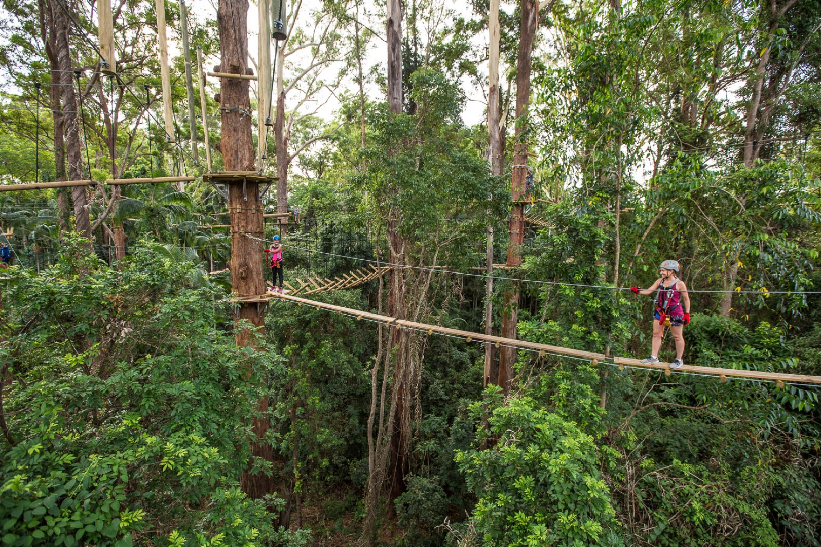 TreeTop Challenge at The Big Pineapple in Sunshine Coast