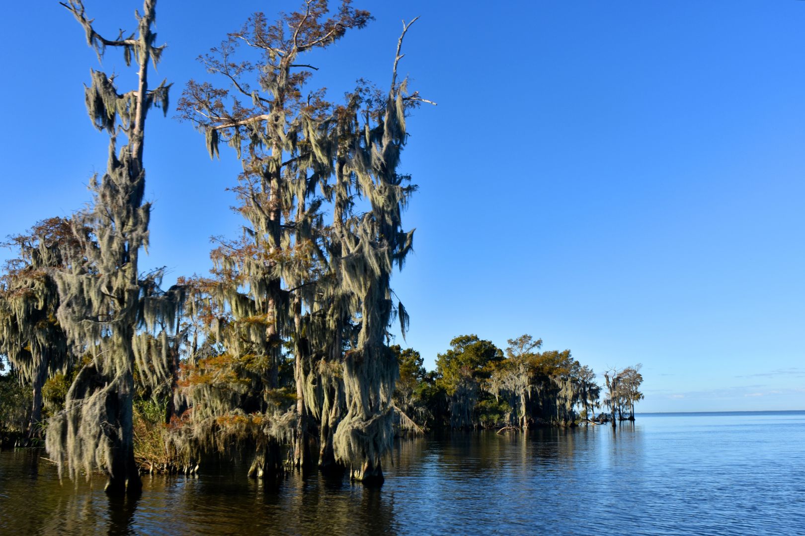 New Orleans: Airboat Adventure
