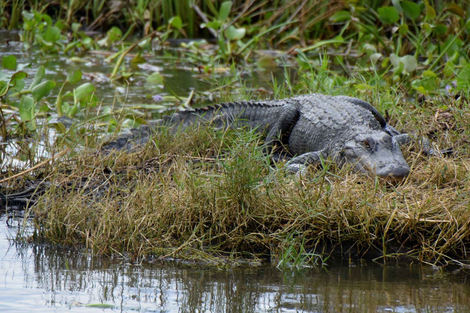 New Orleans: Airboat Adventure