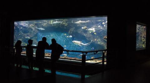 Aquarium du Grand Lyon: Entry Ticket