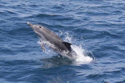 Gibraltar Whale and Dolphin Watching from Seville